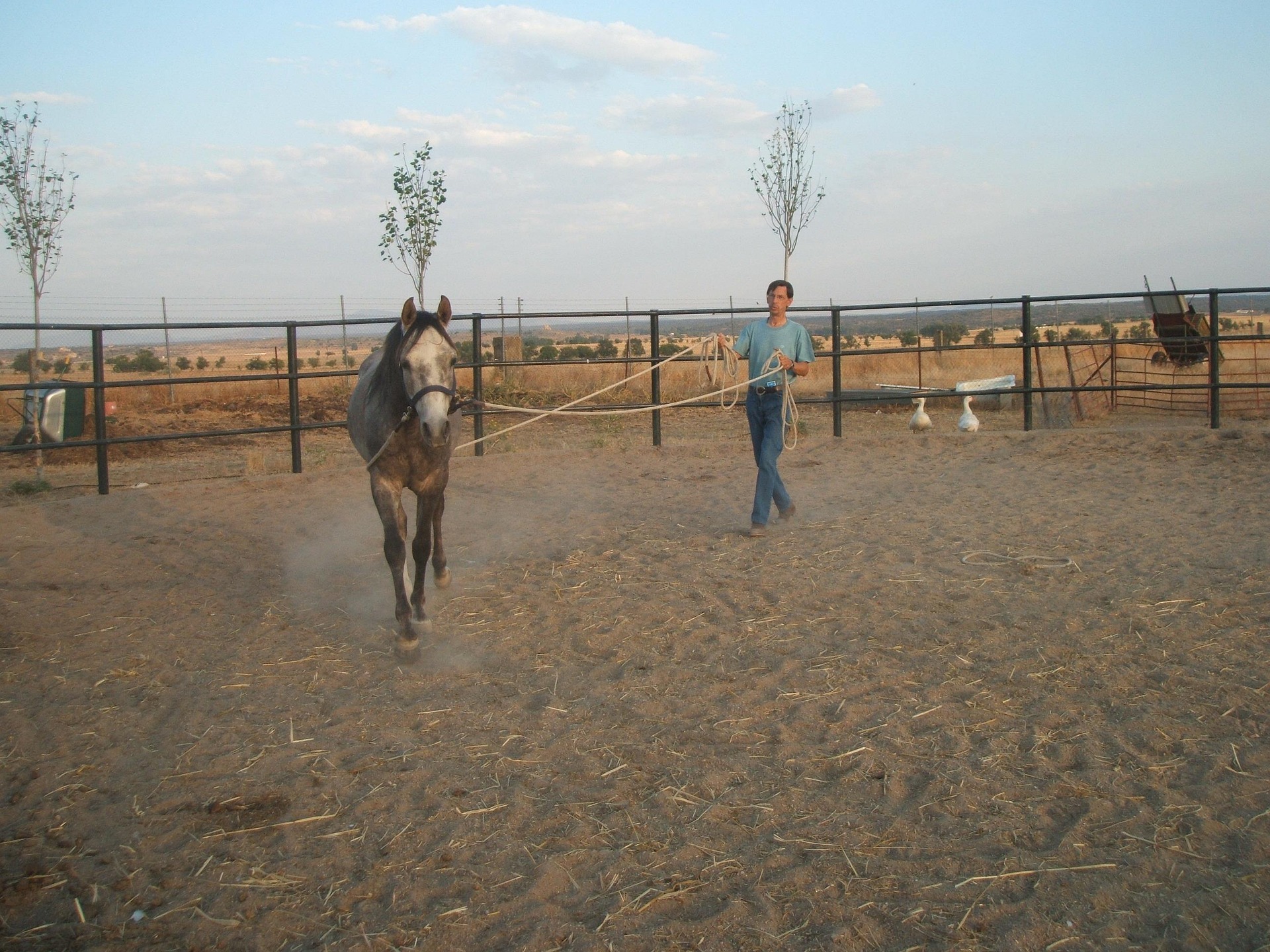 O começo do ano hípico reúne expectativa, planejamento e retorno às competições. No entanto, também é o período em que aumentam significativamente as lesões...