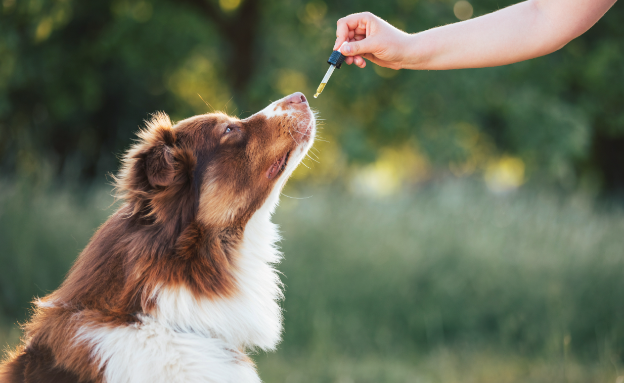 Especialista alerta sobre os perigos da automedicação em pets. Entenda os riscos da troca de remédios, interrupção de tratamentos e o "efeito rebote".
