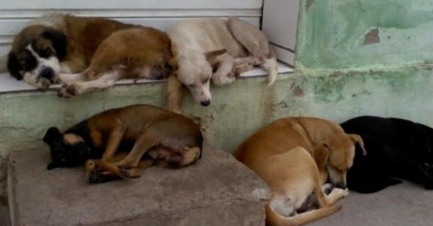 Pedido de auditoria ao TCU questiona bilhões gastos em castração de cães e gatos no Brasil. Há transparência?