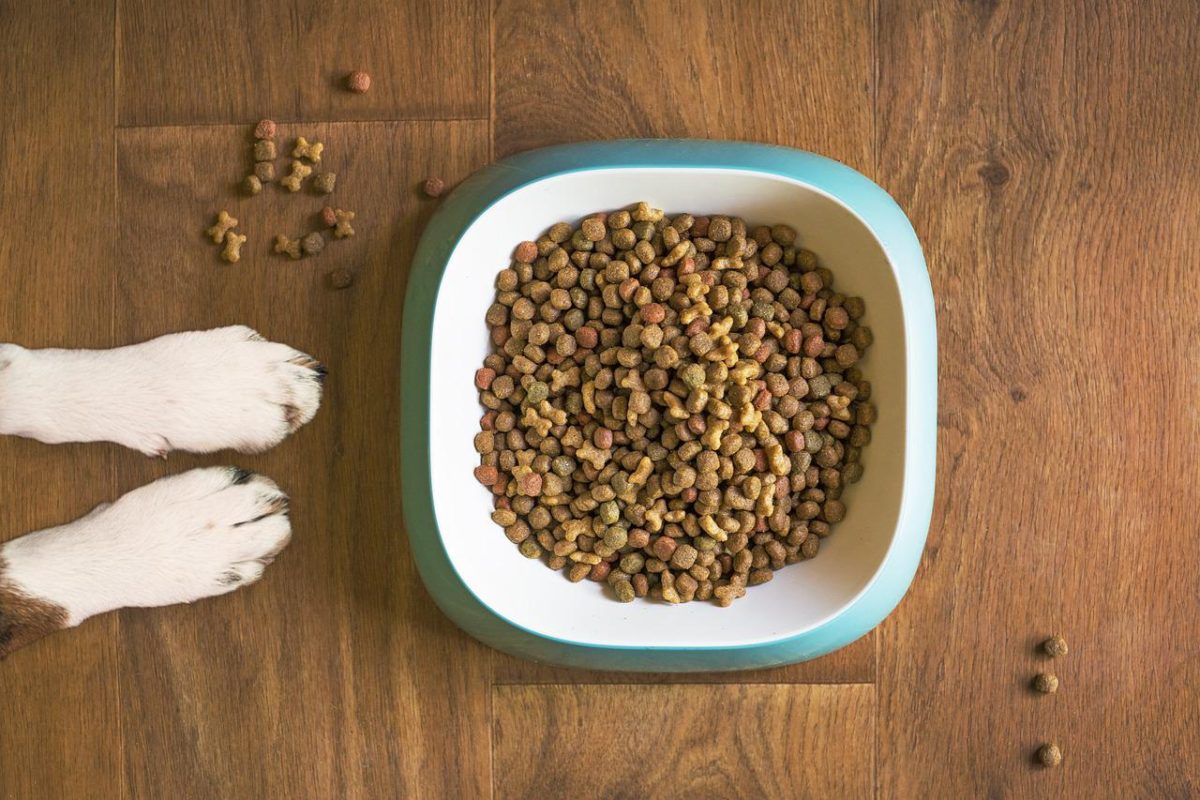 Os tutores de pets estão sempre atentos às últimas novidades que prometem melhorar a qualidade de vida, a saúde e, claro, a longevidade dos animais de companhia