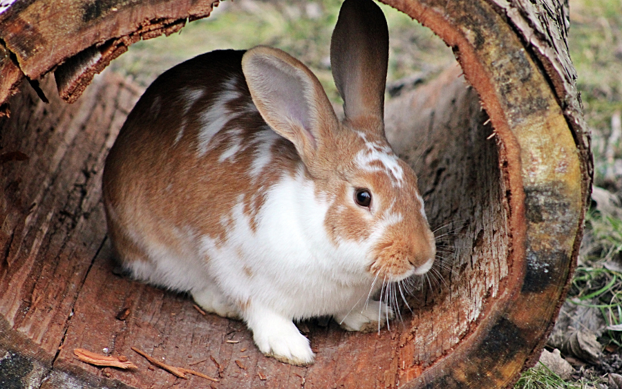 O coelho é um animal adorável e popular como animal de estimação, mas muitas vezes seus tutores não estão cientes dos cuidados especiais que eles...