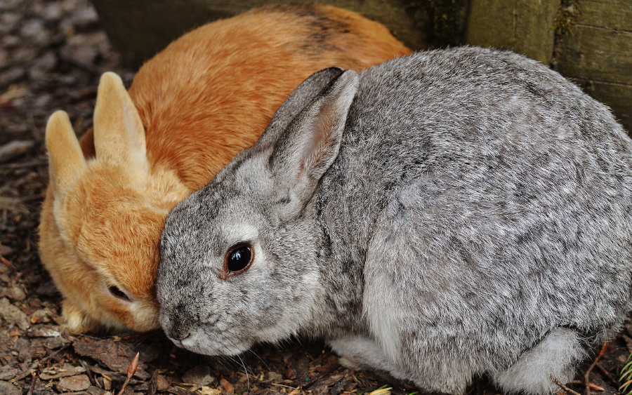 O coelho é um animal adorável e popular como animal de estimação, mas muitas vezes seus tutores não estão cientes dos cuidados especiais que eles...