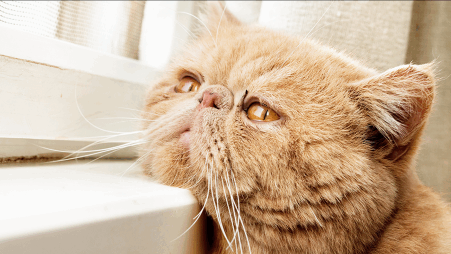 Com abordagem individualizada e foco no bem-estar físico e emocional, terapias homeopáticas ganham força entre tutores de pets seniores. Segundo o...