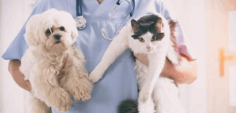 A Clínica Veterinária Qualittas, localizada na Vila Monumento, em São Paulo, lança a partir da próxima semana uma campanha especial de castração voltada...