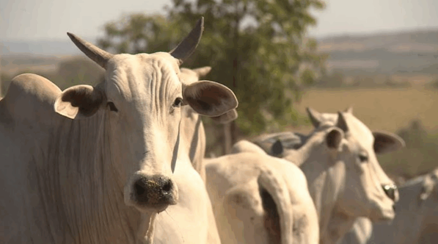 A pecuária é um dos pilares fundamentais da economia brasileira, desempenhando um papel crucial na segurança alimentar, na geração de empregos e na...
