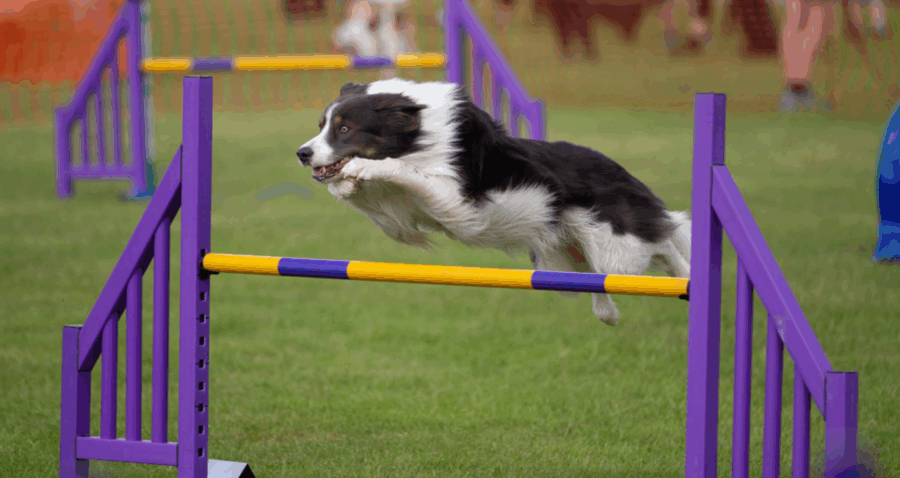 A pecuária é um dos pilares fundamentais da economia brasileira, desempenhando um papel crucial na segurança alimentar, na geração de empregos e na...