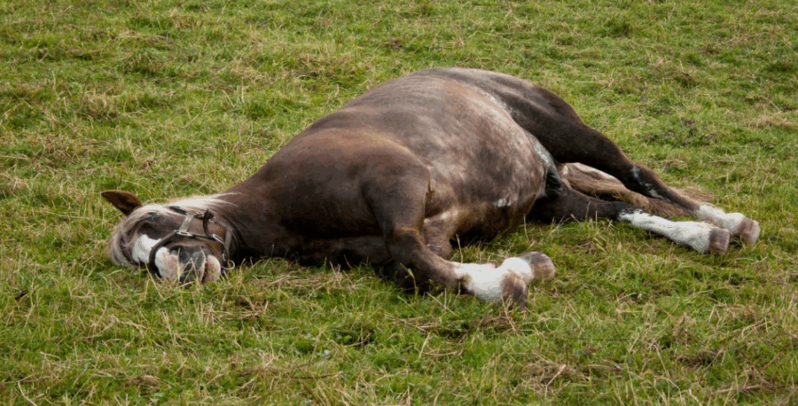 Um surto recente de mortes de cavalos em diferentes regiões do país trouxe à tona um risco antigo, mas ainda recorrente: a contaminação por monensina , um...