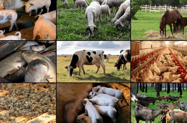 A pecuária é um dos pilares fundamentais da economia brasileira, desempenhando um papel crucial na segurança alimentar, na geração de empregos e na...