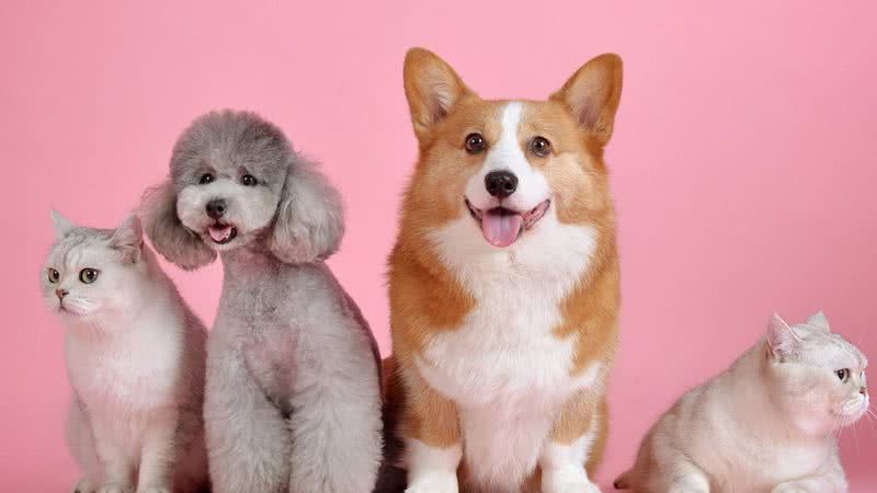 Outubro é conhecido mundialmente pela campanha de conscientização sobre o câncer de mama em mulheres, mas poucos tutores sabem que a doença também é...