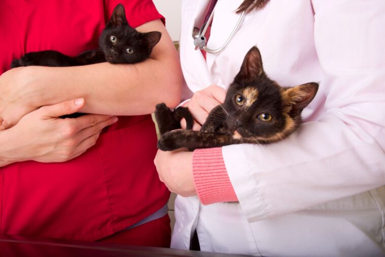 Quem já teve gatos sabe que o momento de levá-los ao veterinário pode ser traumático tanto para o animal, quanto para seu responsável. Seja pela ausência de...