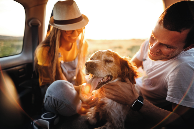 Com a chegada do verão, muitas famílias aproveitam para pegar a estrada em busca de descanso e dias mais tranquilos ao lado de seus pets (animais de...