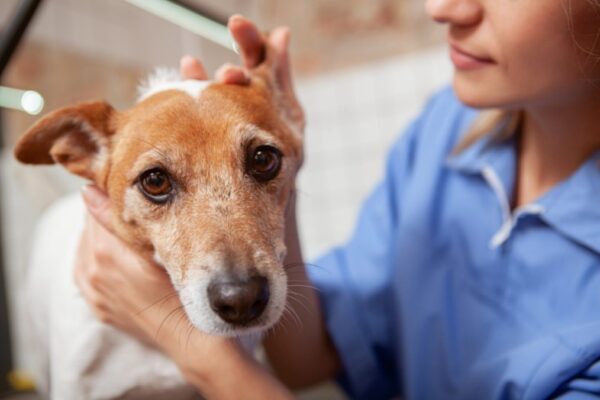 Resgatar um animal de rua é um ato de amor e que proporciona enorme alegria – tanto para o pet, quanto para o responsável. Animais resgatados muitas vezes...
