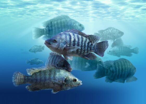 A sanidade na aquicultura consolidou-se como o fator determinante para a viabilidade econômica do setor. No Dia Nacional da Aquicultura (20 de março), a...