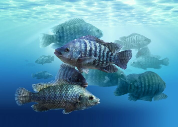 A sanidade na aquicultura consolidou-se como o fator determinante para a viabilidade econômica do setor. No Dia Nacional da Aquicultura (20 de março), a...