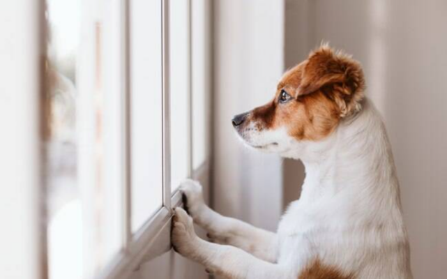Com o retorno ao trabalho presencial e as mudanças na rotina após a pandemia, cresce o número de cães e gatos que apresentam sinais de ansiedade de separação...