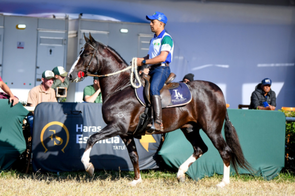 A Associação Brasileira de Criadores de Cavalos da Raça Mangalarga (ABCCRM) participa pela primeira vez da Agrishow, maior evento do agronegócio da América...